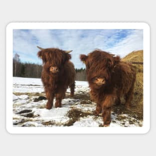 Scottish Highland Cattle Calves 1944 Sticker